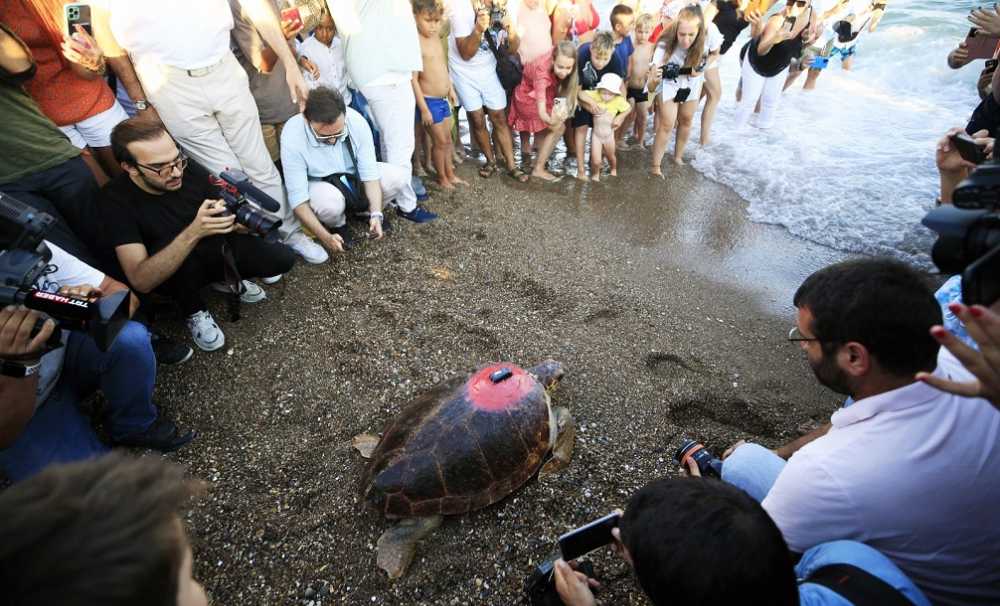  Caretta Caretta,Günümüze kadar bir yıl içerisinde yaklaşık 3000 km yol yaptı.