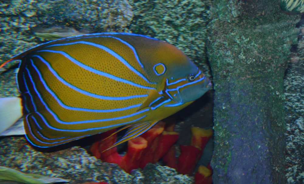 Türkiye’nin En Büyük Mavi Halkalı Melek Balığı  SEA LIFE İstanbul’da