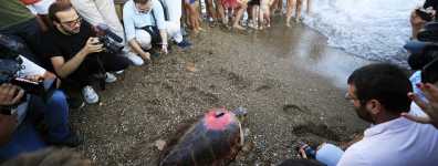 Caretta Caretta,Günümüze kadar bir yıl içerisinde yaklaşık 3000 km yol yaptı.