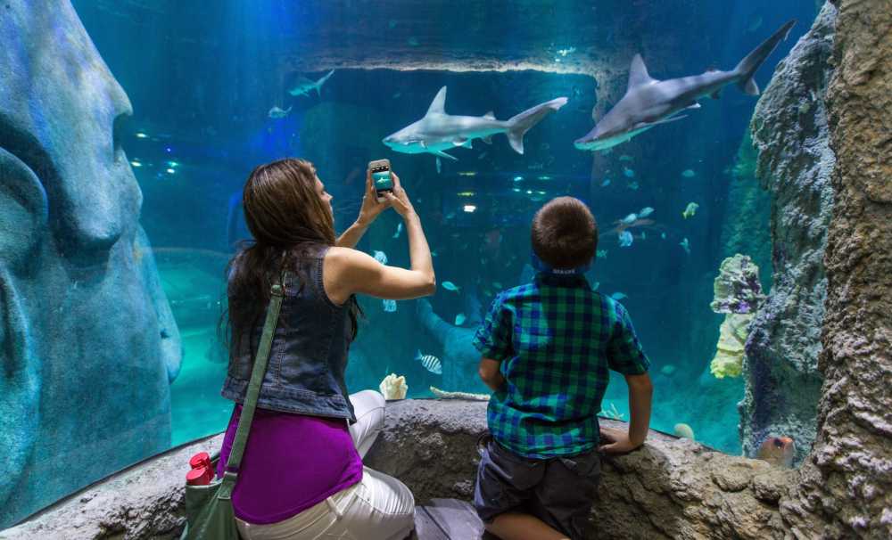 SEA LIFE İstanbul’u Ziyaret Edin, Köpek Balıklarını Yakından Görün