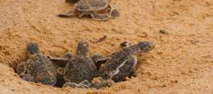 TitanicHotels,sürdürülebilirlik yaklaşımı “We Value” ile sürdürülebilirliği yaşam biçimine dönüştürüyor.