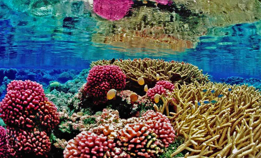 Dünyanın En Güzel Mercan Resiflerine Yolculuk